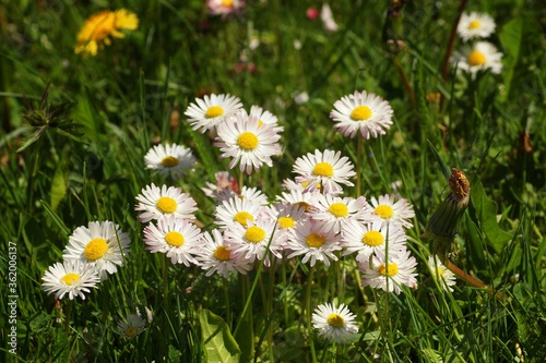Group of flowering daisies on the lawn, spring in the botanical garden 