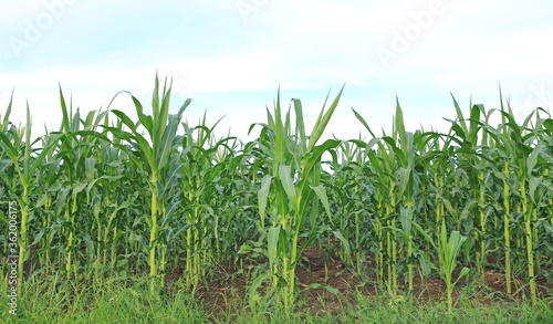 A young green corn field against sky with clouds background
