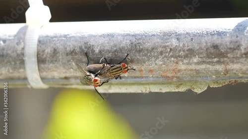 fly making love, breeding on steel bar