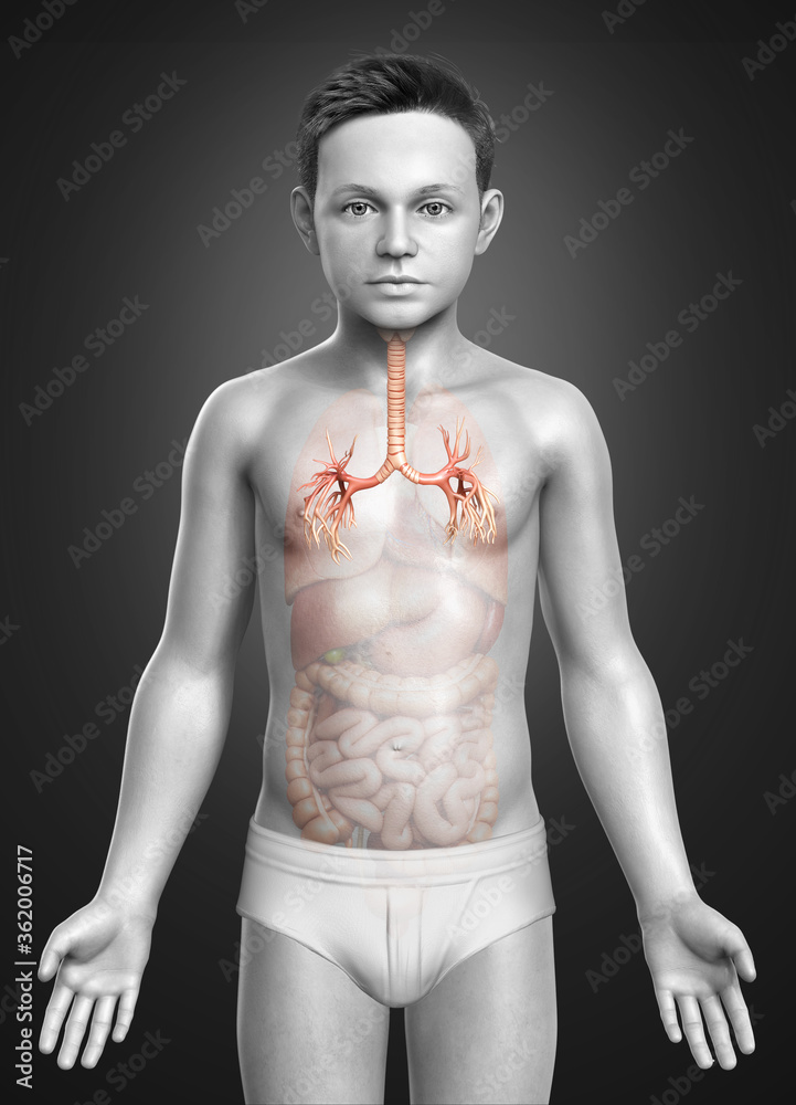 Fototapeta premium 3D illustration of Larynx Trachea Bronchi Part of Respiratory System.