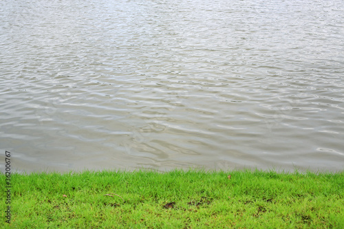 Green grass near pond on the background of water.