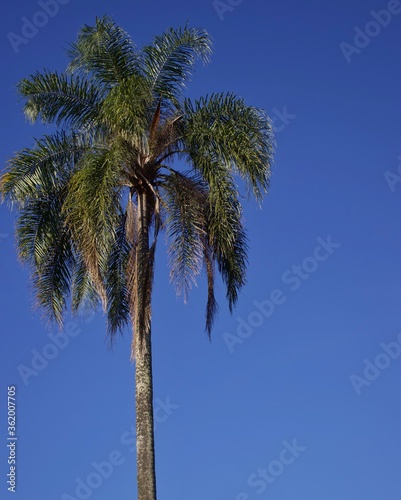 palm trees against blue sky