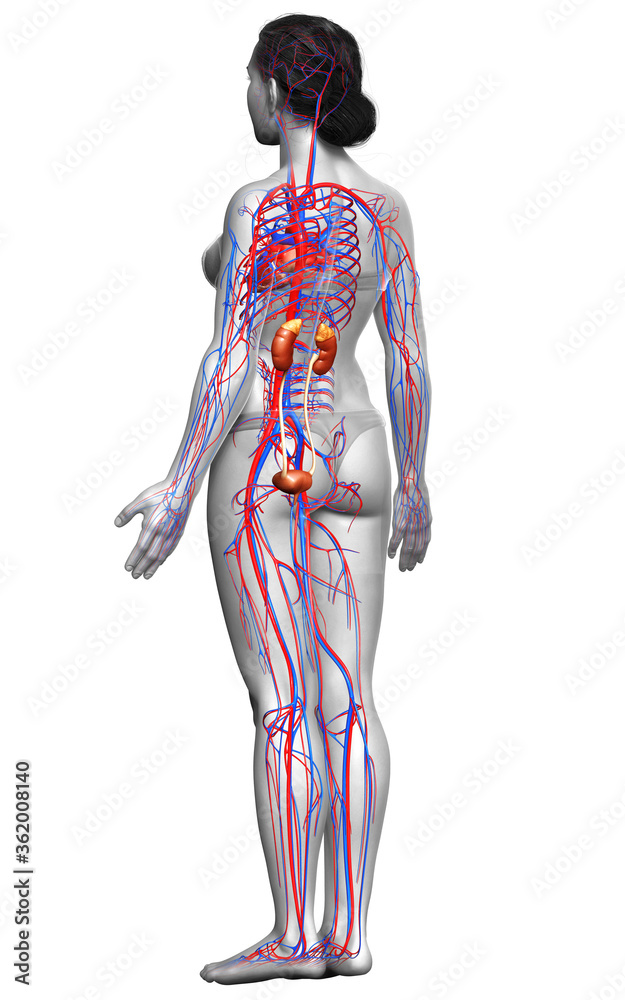 3d rendered, medically accurate illustration of the female kidneys and circulatory system 3d rendered, medically accurate illustration of the female kidneys and circulatory system