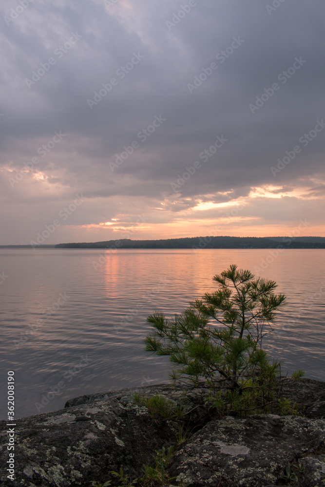 Small pine silhouette on Round Lake, Ontario, Canada during sunset  