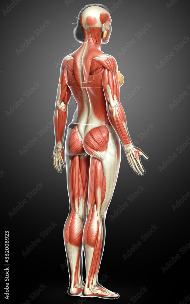 3d rendered medically accurate illustration of a female muscle system 3d rendered medically accurate illustration of a female muscle system