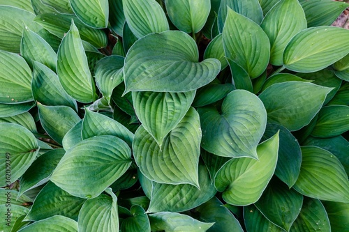 Hosta large green leaves