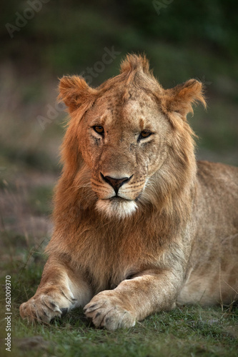 Fototapeta Naklejka Na Ścianę i Meble -  Portrait of a Lion, Masai Mara