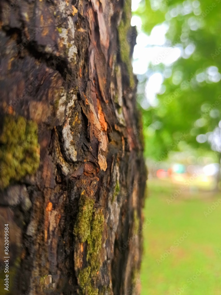 bark of a tree bark of a tree