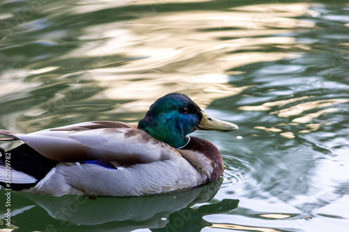 Male wild mallard duck swimming in a lake. Wild environment of migratory birds.