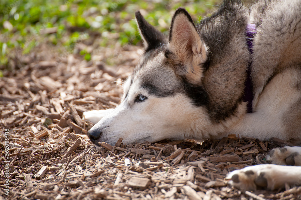 siberian husky mit blauen augen geniesst die sonne im kurzen sommer in alaska siberian husky mit blauen augen geniesst die sonne im kurzen sommer in alaska