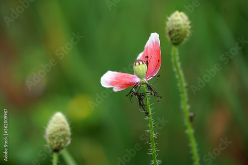 Opium Poppy dangerous flower in nature background.