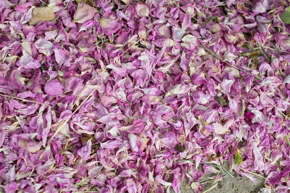 Fallen pink rose petals. Dried rose petals lie on the surface