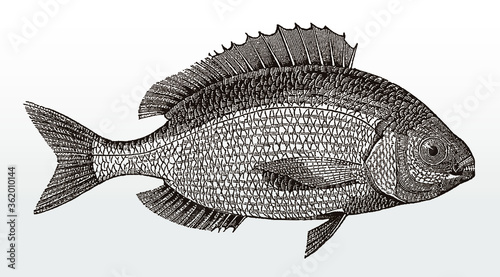 Blackspot seabream, pagellus bogaraveo, an important marine food fish from the eastern Atlantic Ocean in side view after an antique illustration from the 19th century photo