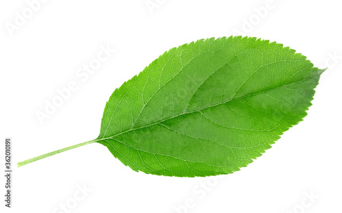 Apples leaves isolated on white background.