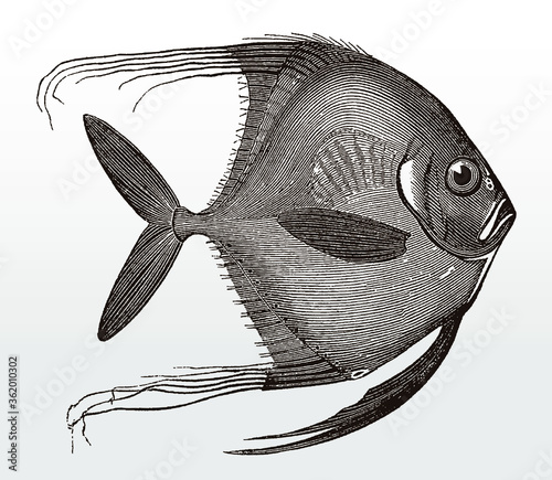 Juvenile African pompano, alectis ciliaris, a tropical marine fish in side view after an antique illustration from the 19th century