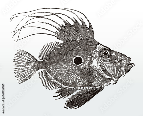 John Dory, zeus faber, a worldwide distributed coastal marine fish in side view after an antique illustration from the 19th century