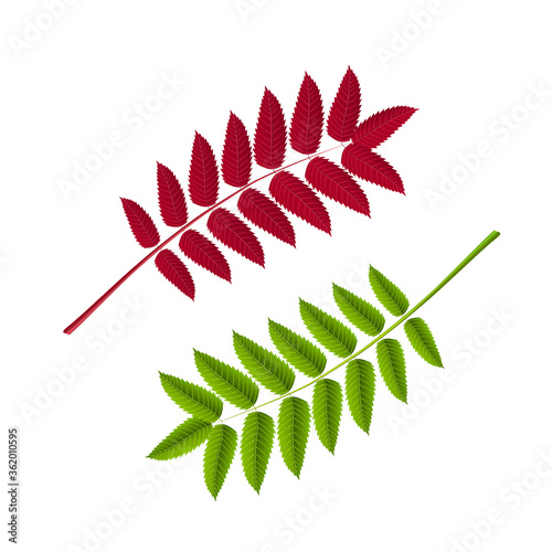 Autumn red and green rowan leaf, for decoration and design. Vector