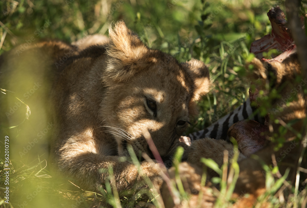 Lion cub eating zebra kill, Masai Mara