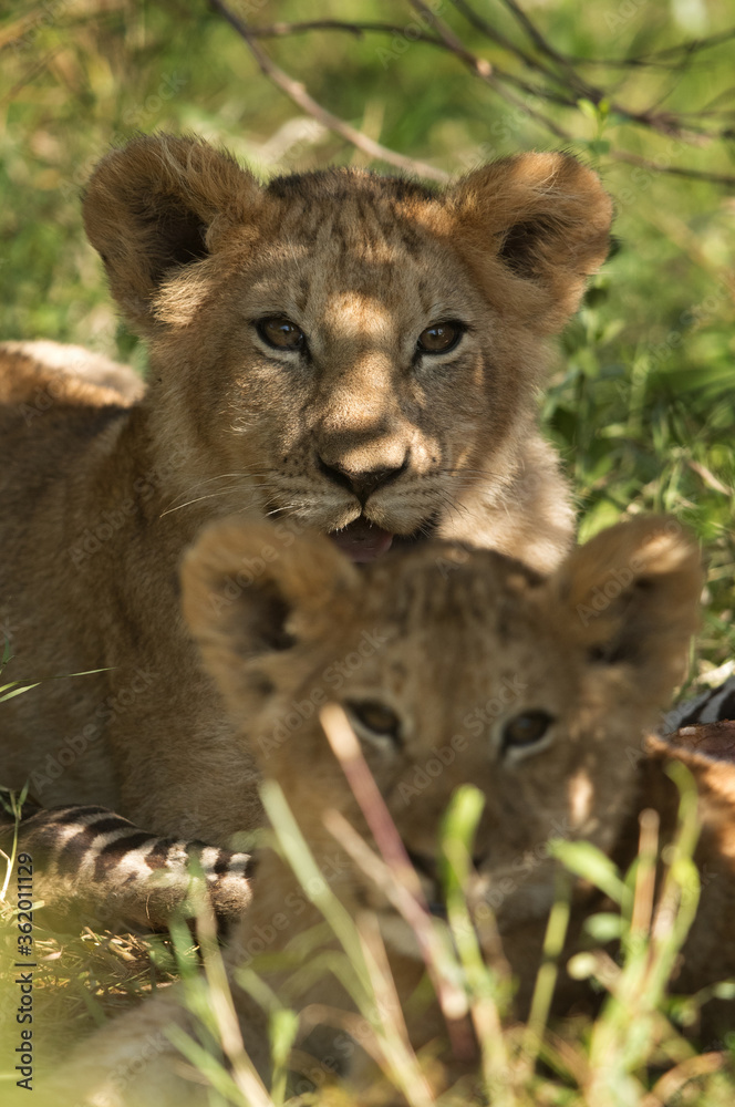 Fototapeta premium Slective focus on lion cubs, Masai Mara