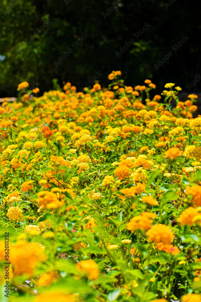 Field of yellow flowers shot in portrait