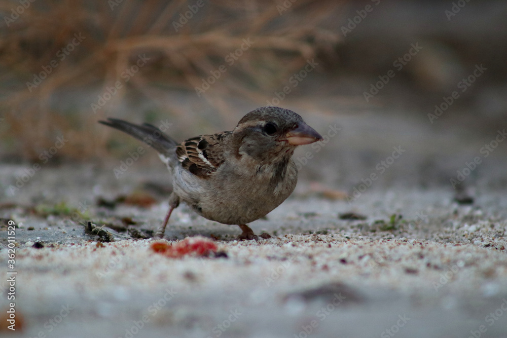 House Sparrow at a beach area of aegen side of Turkey House Sparrow at a beach area of aegen side of Turkey