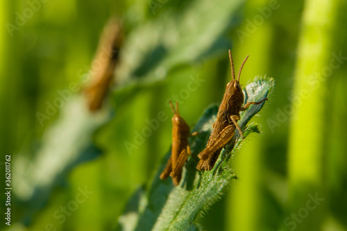 grasshoppers sit on the grass