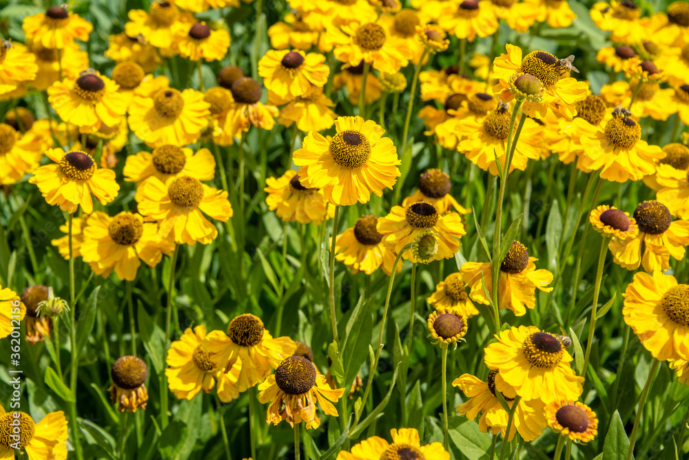 Fototapeta premium Blumenwiese