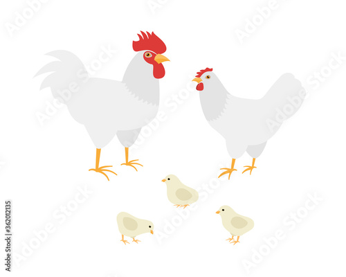 Homemade farm Cock, hen and chickens breed Leghorn. Flat vector illustration on white background