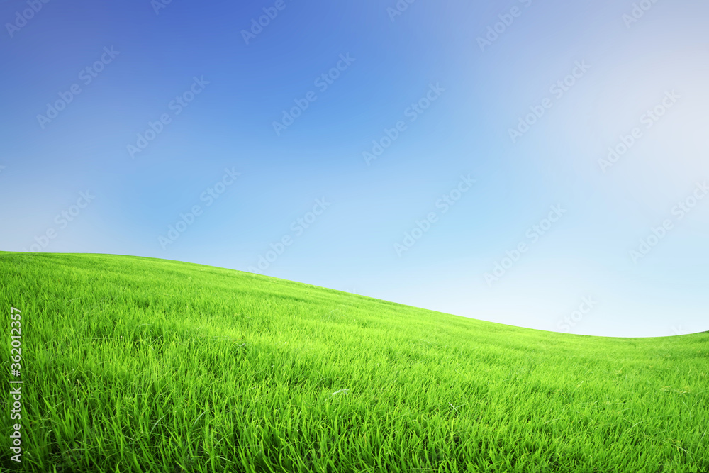 The green meadow on a blurred background is perfect for presentations and designs.