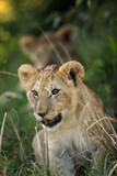 Eagerness of a Lion cub, Masai Mara