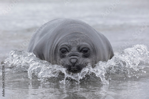 Obraz na plátně Southern Elephant Seal weener pup coming ashore