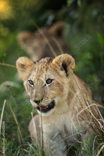 Eagerness of a Lion cub  Masai Mara