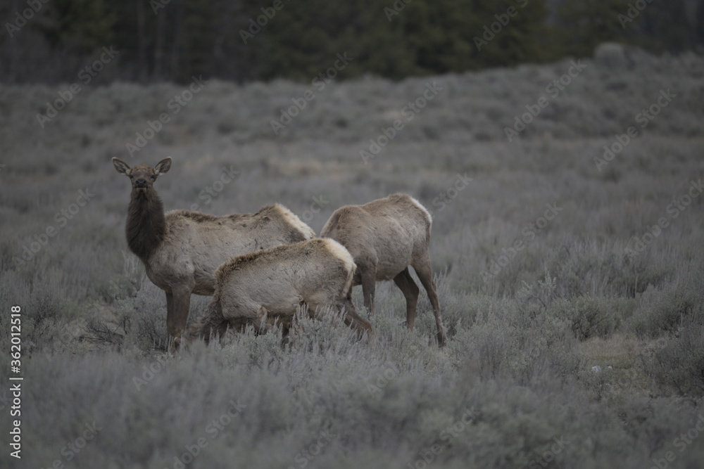 Elk in yellowstone national park, USA Elk in yellowstone national park, USA