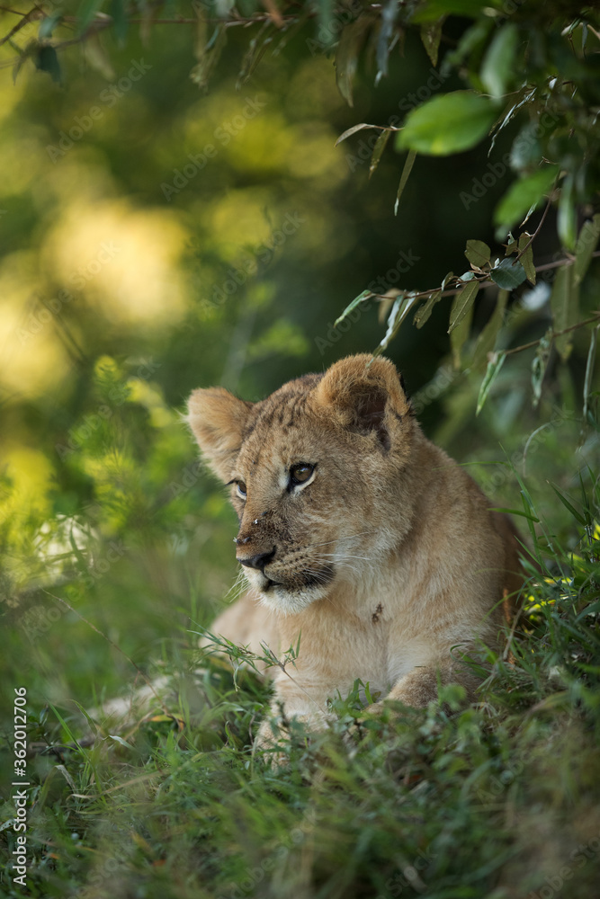 Naklejka premium Lion cub relaxing, Masai Mara