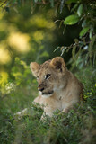 Lion cub relaxing, Masai Mara