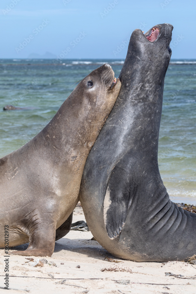 Naklejka premium Southern Elephant Seal - immaturew pair fighting