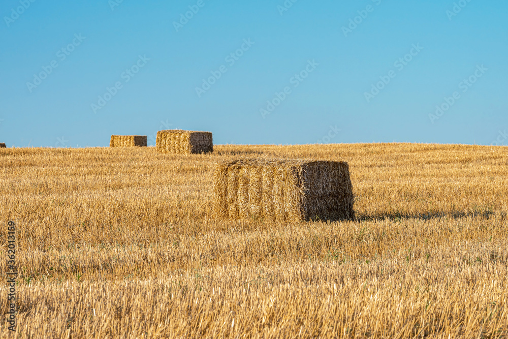 Rectangular haystack on a mowed field of wheat during sunset. Selective focus. 