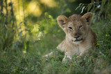 Portrait of a Lion cub, Masai Mara, Kenya