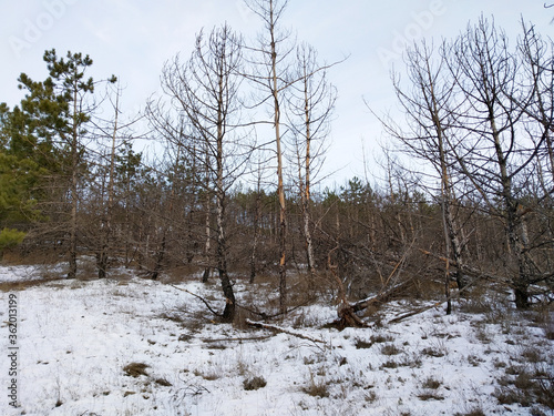 forest burned during a fire in the foreground and the surviving forest in the background. Wintertime.