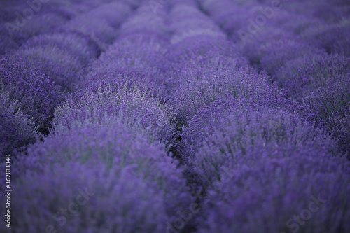 lavender field background. Violet flowers blooming field view banner. Selective focus