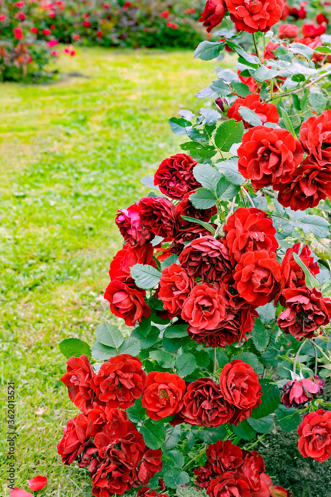 Obraz premium Bush of red roses in garden
