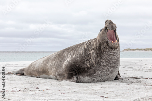Southern Elephant Seal adult male - beach master aggression