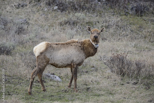 Fototapeta Naklejka Na Ścianę i Meble -  Elk in yellowstone national park, USA