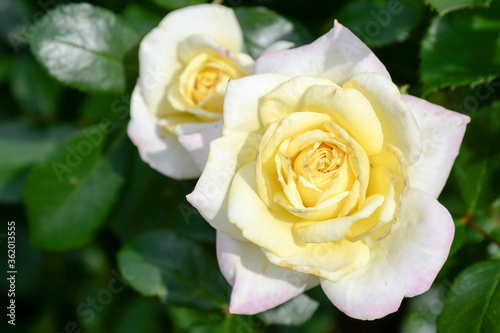 Bush of yellow roses in garden