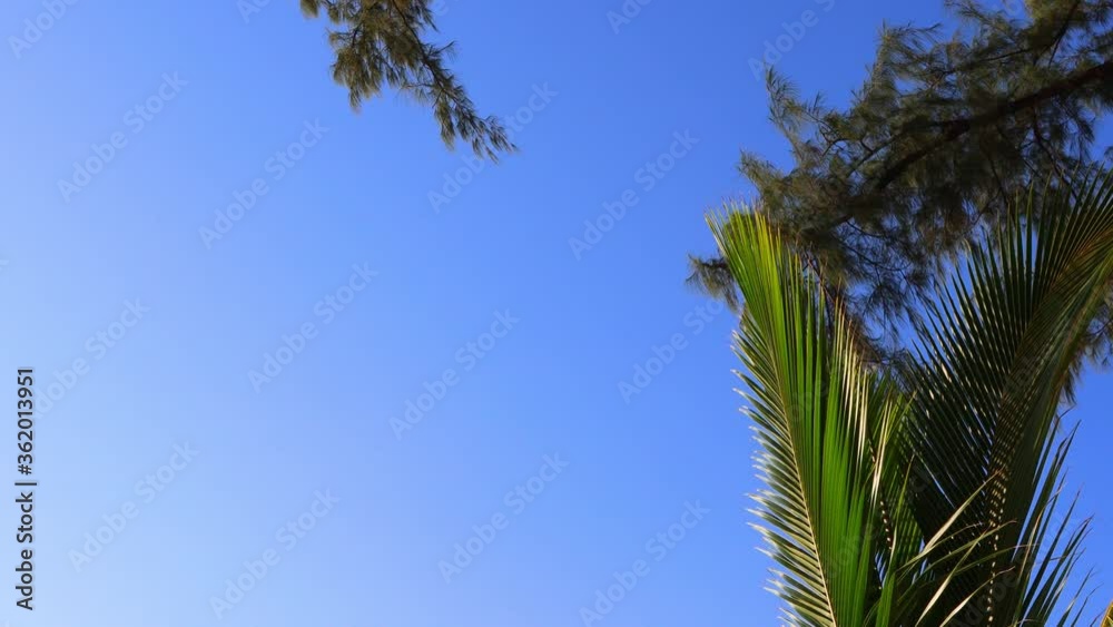 4K video of coconut and pine leaves fluttering in breeze against a clear tropical blue sky at Patong Beach, Krabi, Thailand. 4K video of coconut and pine leaves fluttering in breeze against a clear tropical blue sky at Patong Beach, Krabi, Thailand.
