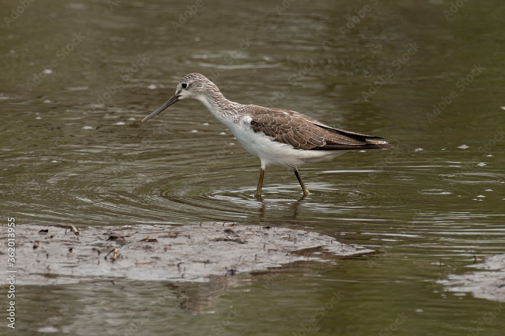 Chevalier aboyeur,.Tringa nebularia, Common Greenshank Chevalier aboyeur,.Tringa nebularia, Common Greenshank