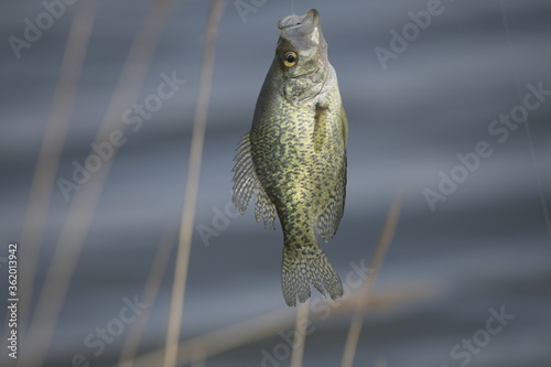 Fish caught in McGee marsh Ohio, USA