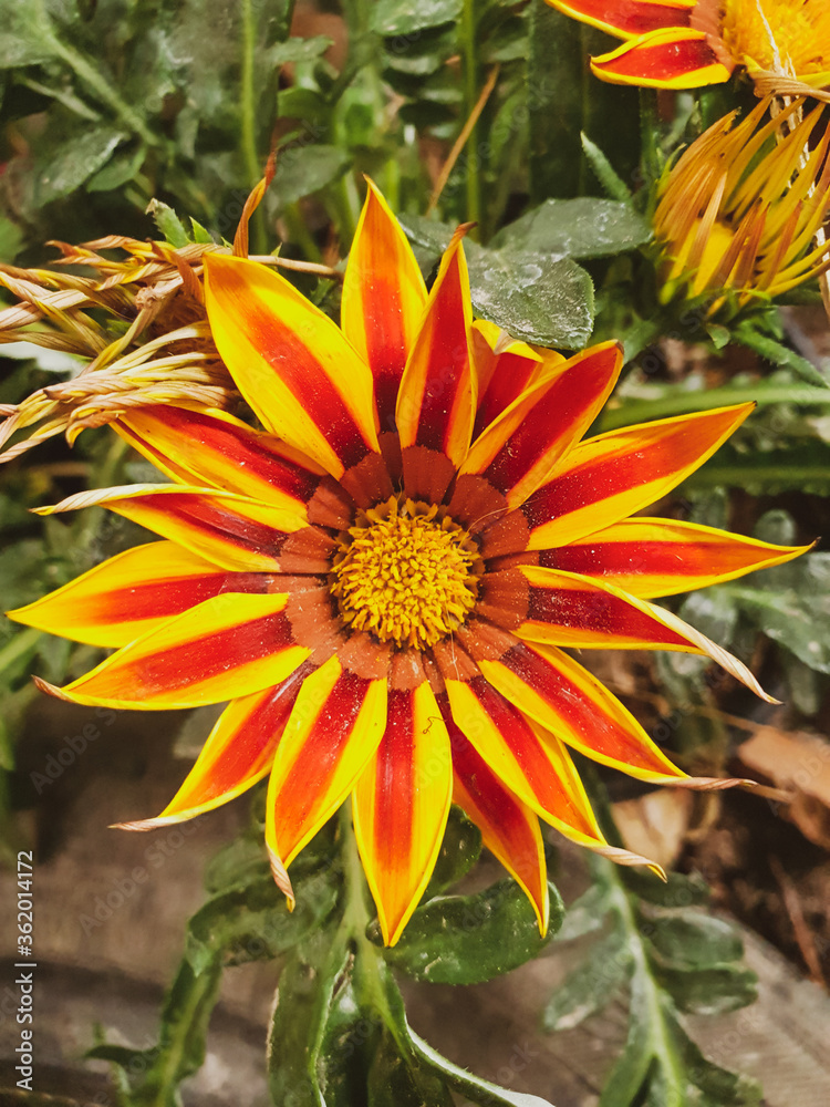 flower with a pattern of yellow colors with red lines