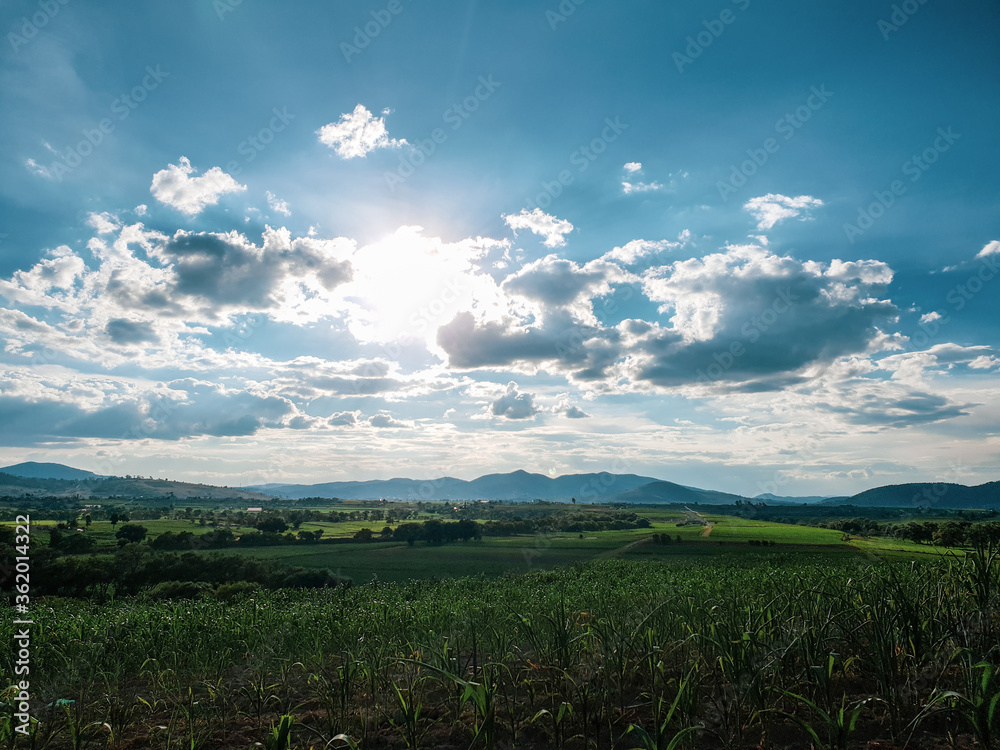 Fototapeta premium sunset in cornfields
