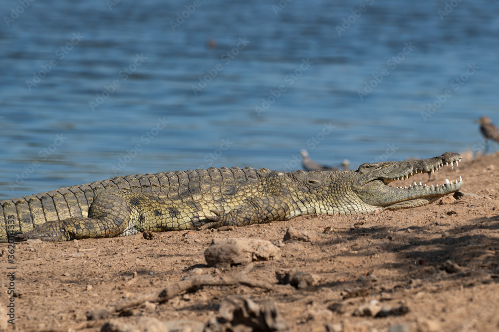 Crocodile du Nil , Crocodylus niloticus, Afrique du Sud Crocodile du Nil , Crocodylus niloticus, Afrique du Sud